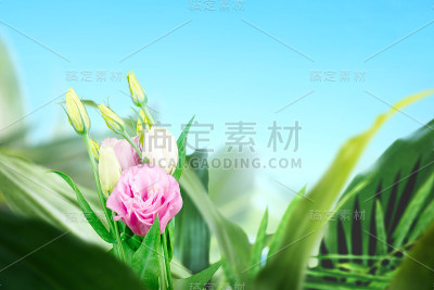 粉红色的桔梗花和绿色的热带叶