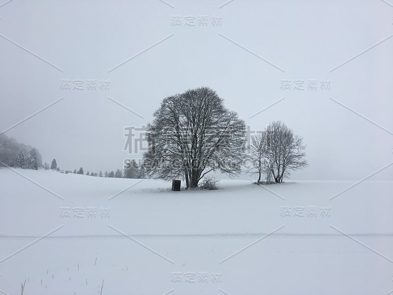 雪中的树