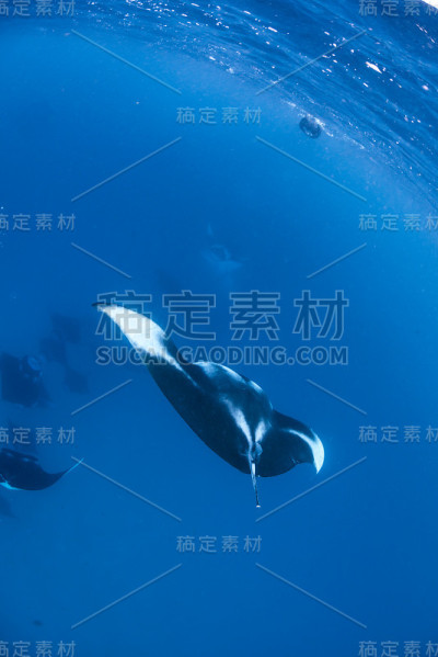 哈尼法鲁湾的蝠鲼