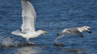 一只银鸥在追逐另一只