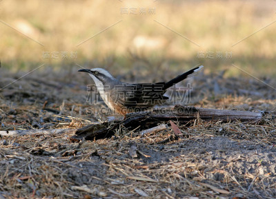 Grey-crowned胡说之人