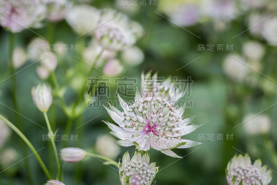 春天的花