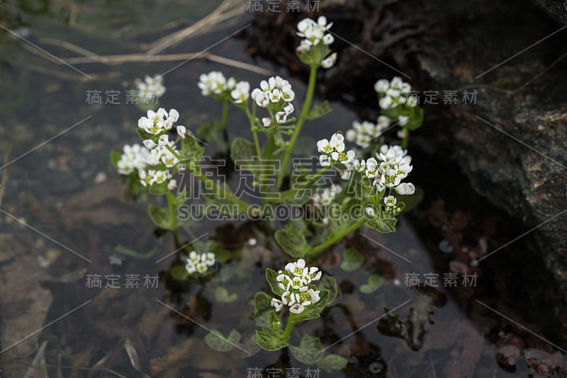 挪威西部的夏日鲜花