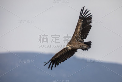 兀鹫在飞行中