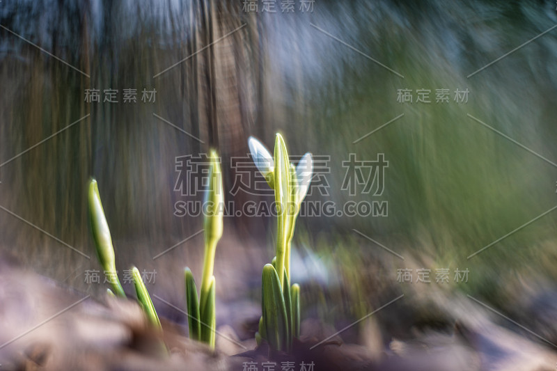 埃尔维斯的雪枕Galanthus elwesii)