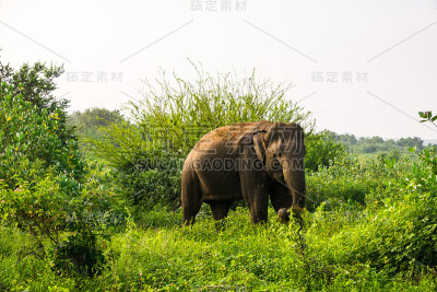 大象在晒太阳