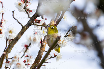 梅花白眼。日本春天的景象