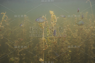 莱波米斯·吉博斯