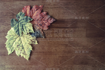 秋叶鸟瞰图
