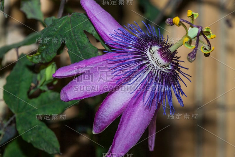 西番莲及其叶子(西番莲科)。南美)