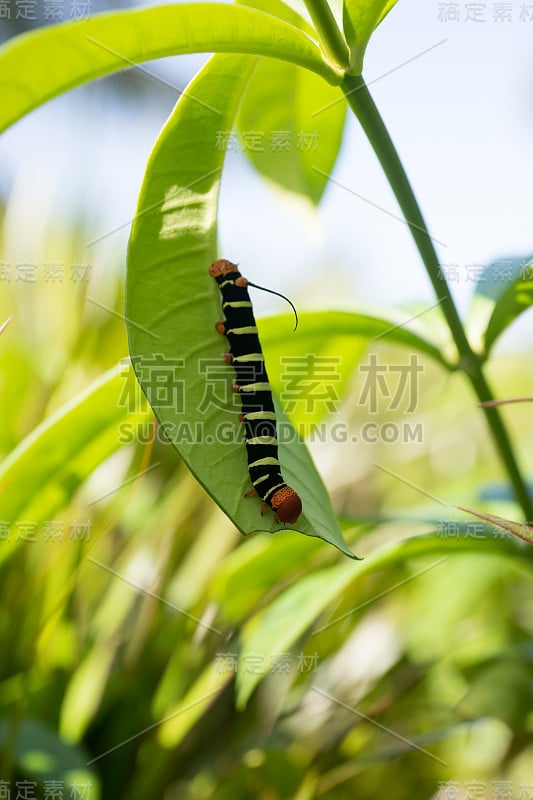 伪狮身人面像，彩色毛毛虫