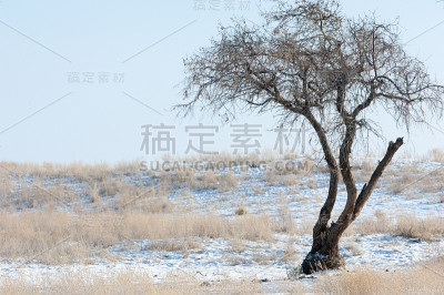 草原，草原，慈善，推翻