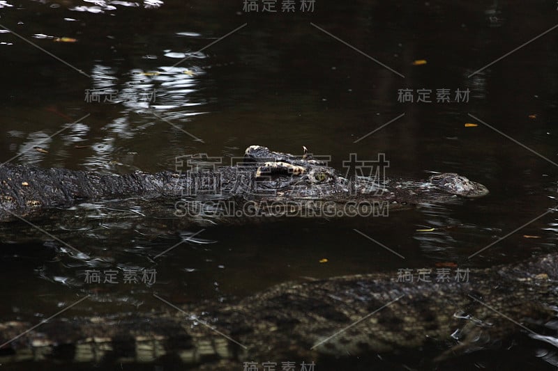 两条鳄鱼在运河里游泳。