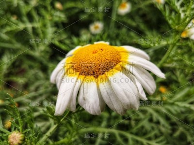 花园里的向日葵，特写一组盛开的向日葵，背景模糊