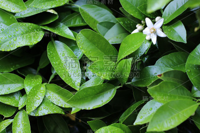 绿油油的桔树叶子上有雨点、露珠作背景