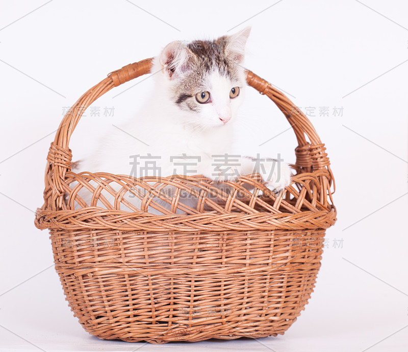 一只小猫坐在篮子里