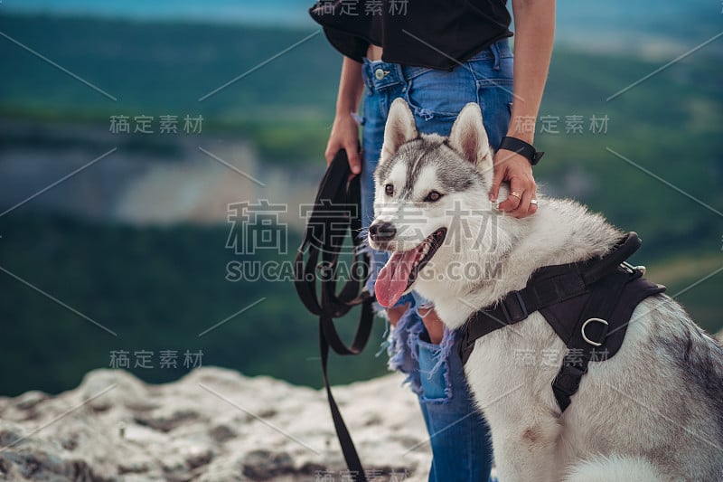 日落时分，美丽的女孩和一只灰白相间的哈士奇在山里玩耍