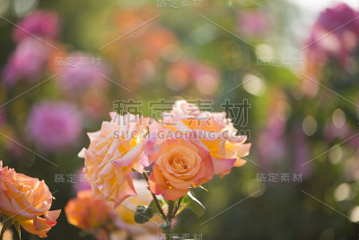 玫瑰