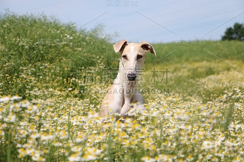 卡米尔菲尔德的风犬