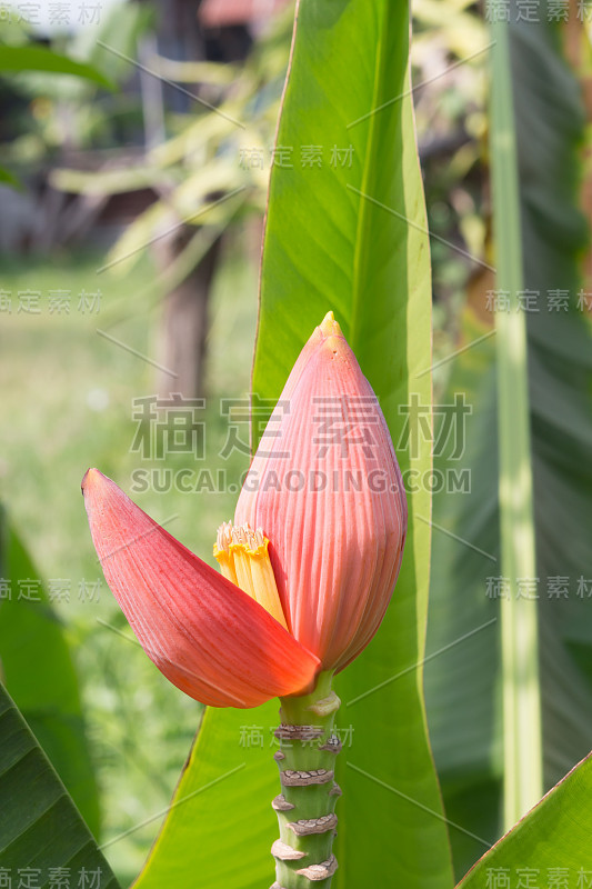 香蕉树的花