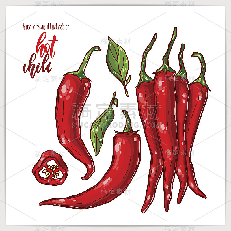 Vector illustration of colorful hand drawn chili p