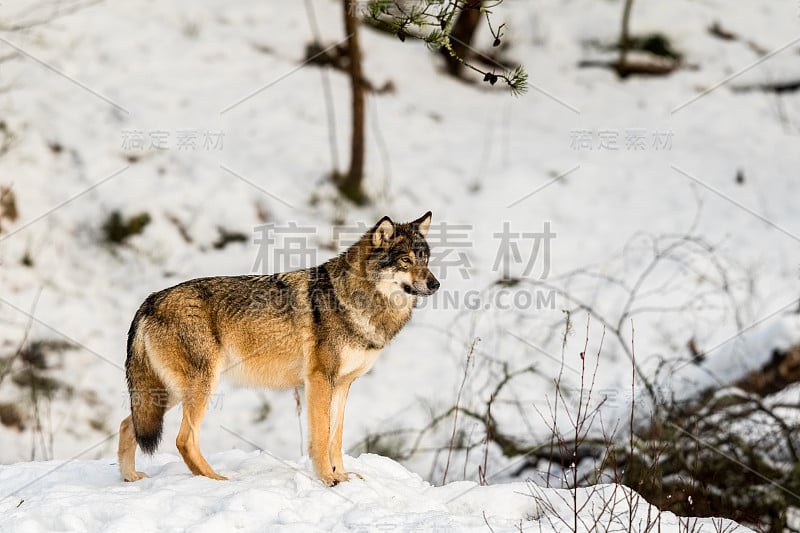 灰狼，犬类狼疮，站在雪地里向右看。