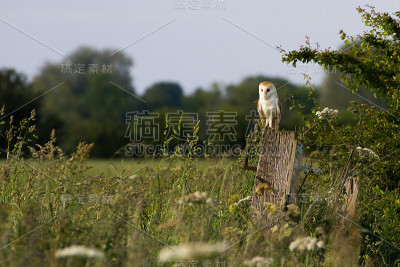谷仓猫头鹰(Tyto Alba)栖息在乡村的柱子上