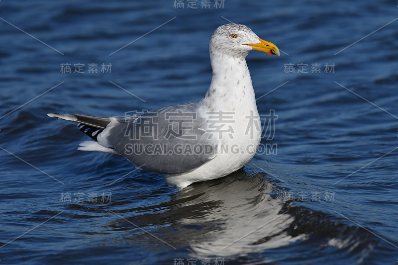 长岛湾冬天的鲱鱼鸥