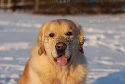 金毛猎犬在走路。冬天。