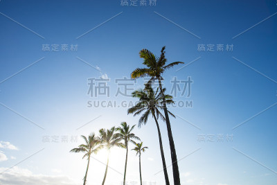 棕榈树