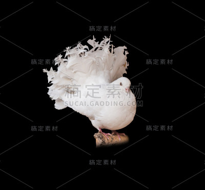 树枝上的白鸽
