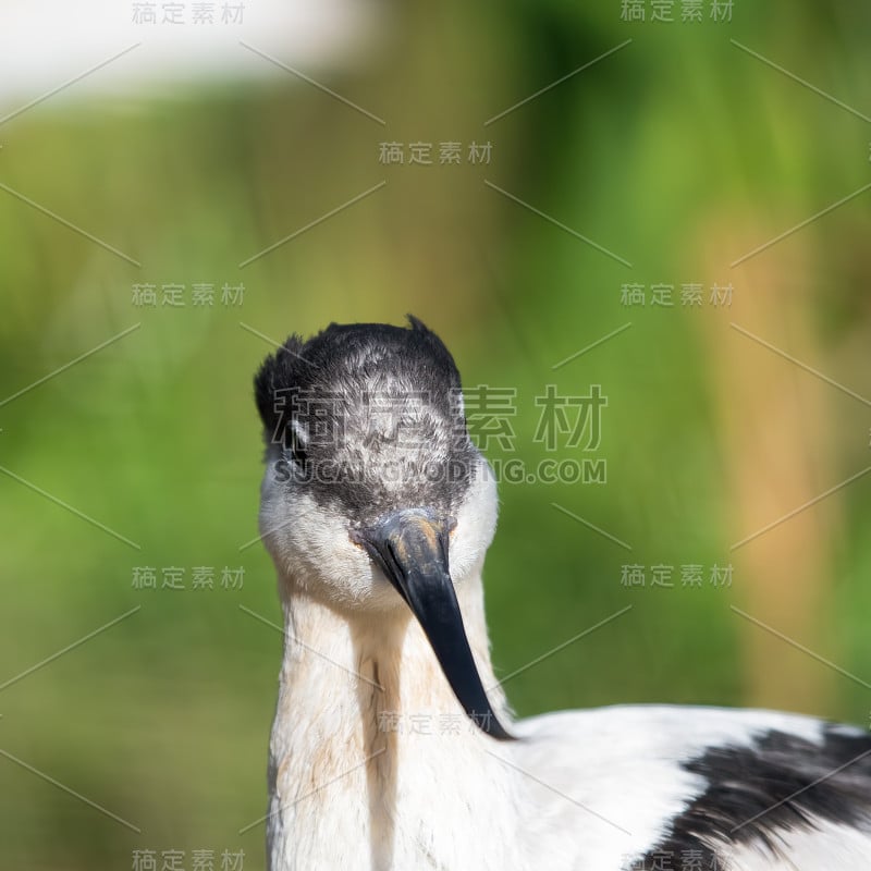 花斑鳄梨在草地附近休息