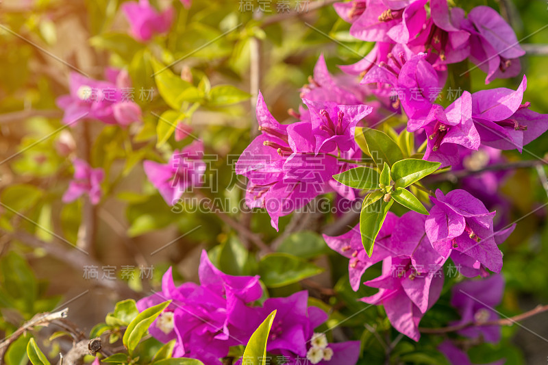 热带粉红色九重葛灌木花，绿叶，