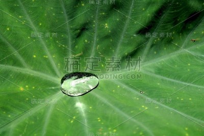 莲花效应叶
