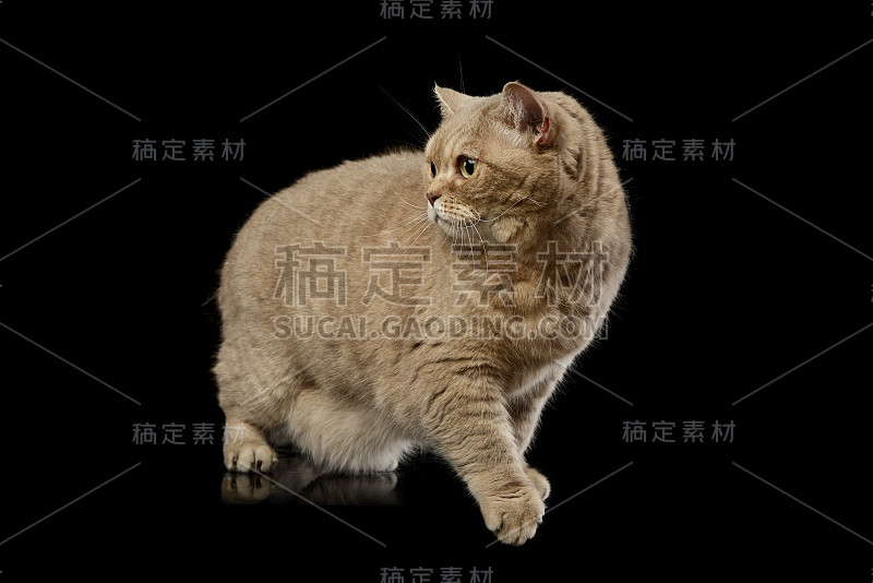 工作室拍摄的一只美丽的猫