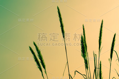 热带草