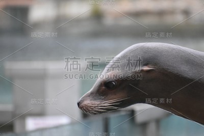 萨法里·德·保格雷