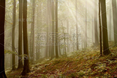 雾山毛榉森林