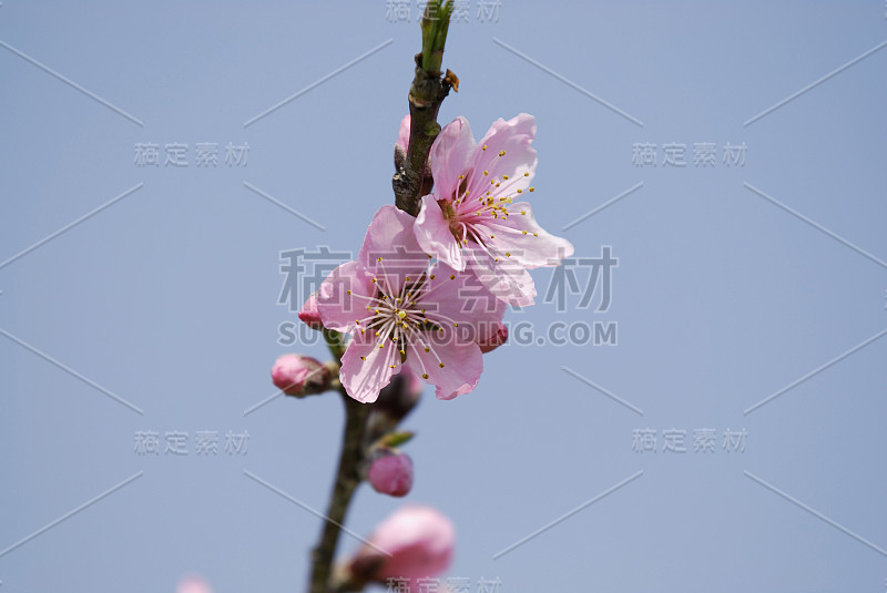 春天的花朵