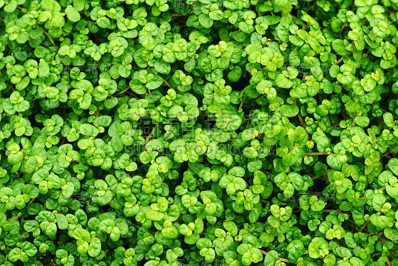 植物背景-茄科植物n