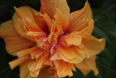 橘色花
