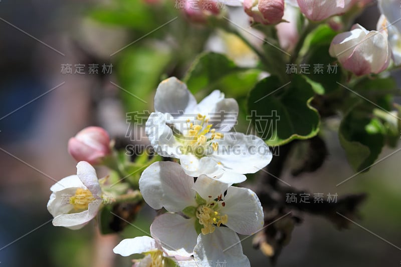 苹果花在模糊的自然背景。春天的花。春天的背景。