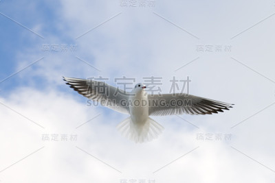 天空背景上飞翔的海鸥