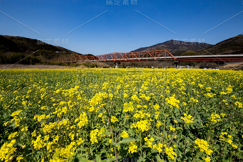 矮花田(日本爱媛县小津市)