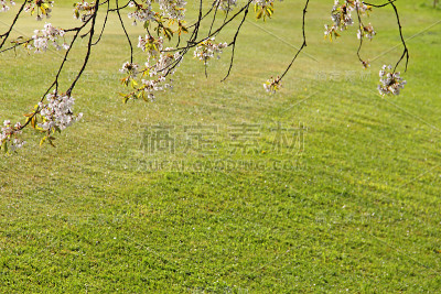 盛开的苹果树