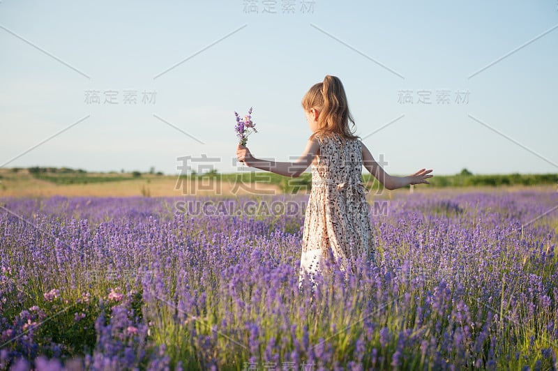 自由的瘦小女孩穿着夏装在盛开的薰衣草花田间采摘鲜花在闲暇