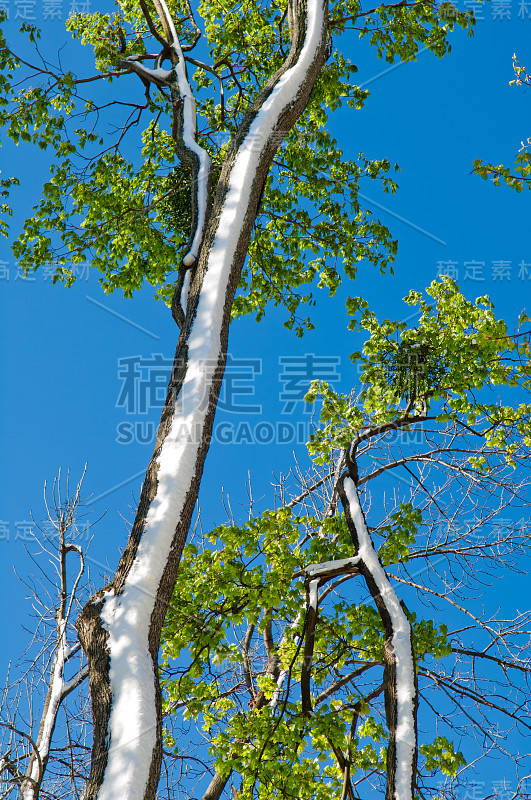 四月中旬，绿色的森林里下雪了