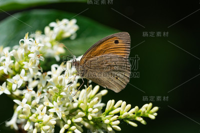 花上的蝴蝶