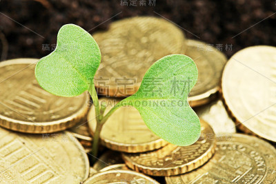 金币在泥土里，有幼苗。