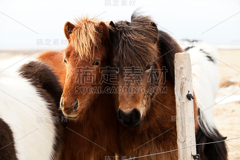 一群冰岛小马